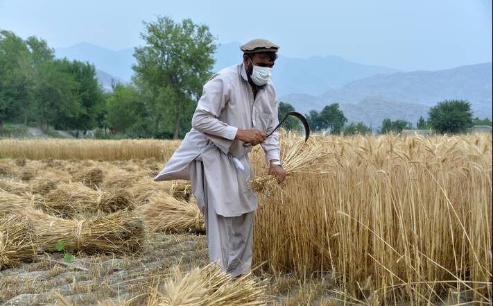 Gazda búzát arat az afganisztáni Nangarhar tartományban. ©FAO/Farshad Usyan 